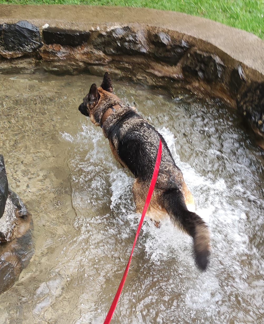 Wasserbehandlung_Hund